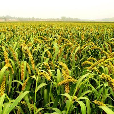 馴化的力量 從野生苗木到作物祖先的生命史詩