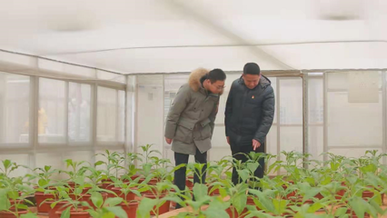 科技賦能農業 蚜繭蜂住上“空調房”，煙葉水果披上“防寒衣”